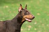 DOBERMANN 333